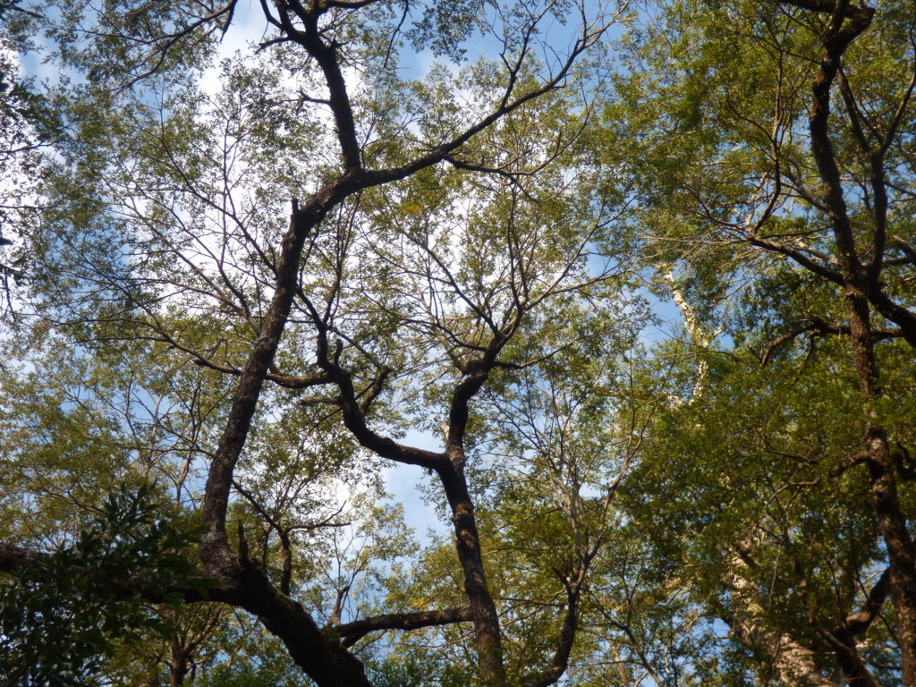 Arboles de verano