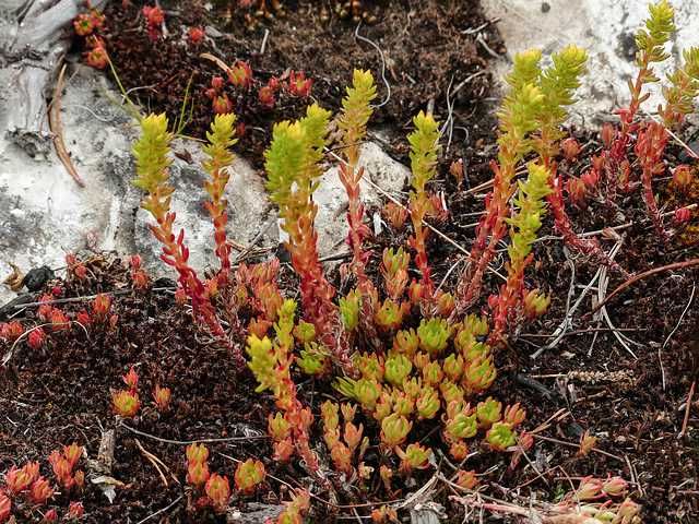 Lance-leaved Stonecrop / Sedum lanceolatum