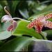 Phalaenopsis sumatrana ( South Thailand )