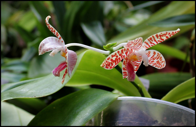 Phalaenopsis sumatrana ( South Thailand )