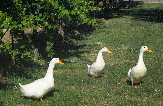 Bonair Winery welcoming committee