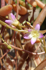 Calandrinia volubilis