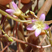 Calandrinia volubilis