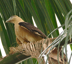 IMG 9797birdofprey