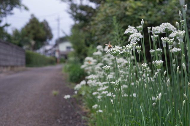 Road with oriental garlic