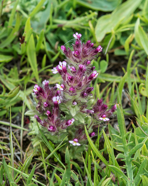 Bartsia spec. - 2016-04-29_D4_DSC7161