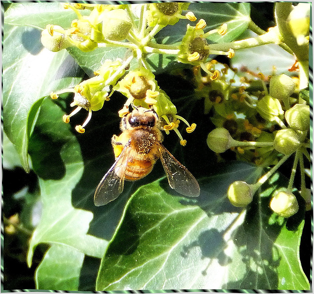 Honigbiene. ©UdoSm