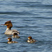 Gänsesäger-Weibchen (Mergus merganser)