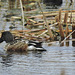 Northern Shoveler