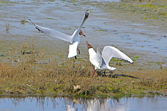 Blackheaded Gull   /   April 2018