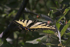 Western Swallowtail