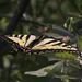 Western Swallowtail