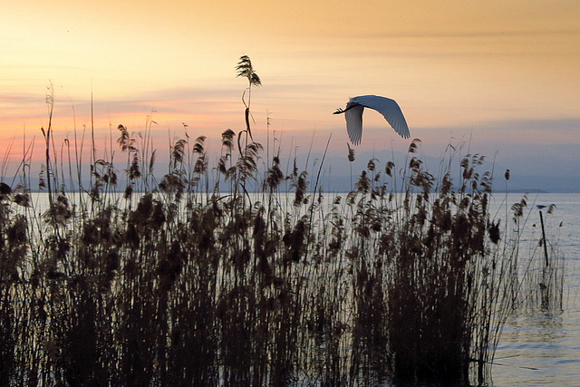 Al crepuscolo si alza in volo...