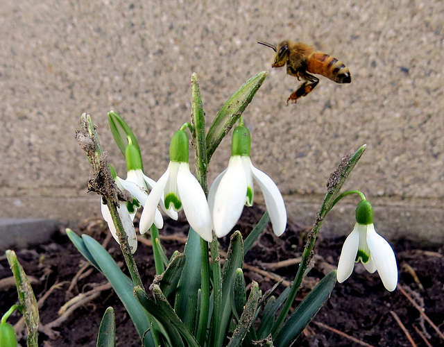 HAPPY SPRING!