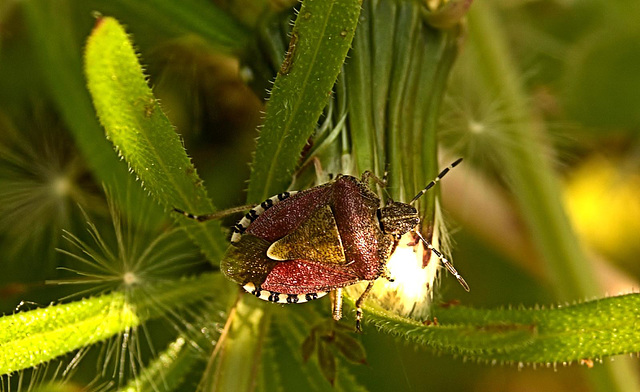 Sloe Shield Bug. Dolycorus baccarum