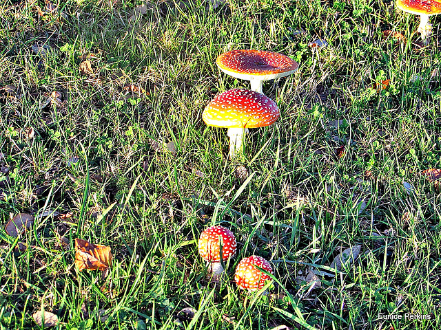 Fly Agaric.