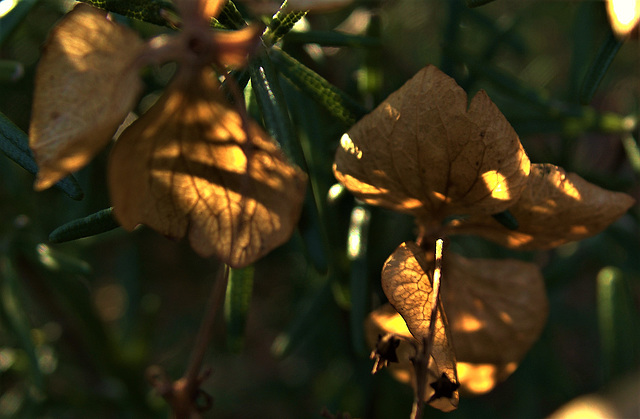 Hydrangea 2