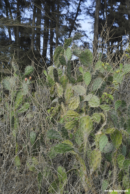 20120510-8309 Opuntia elatior Mill.