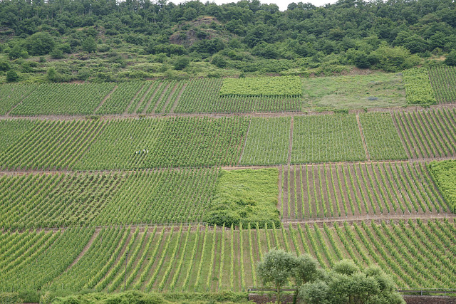 Vines On The Mosel