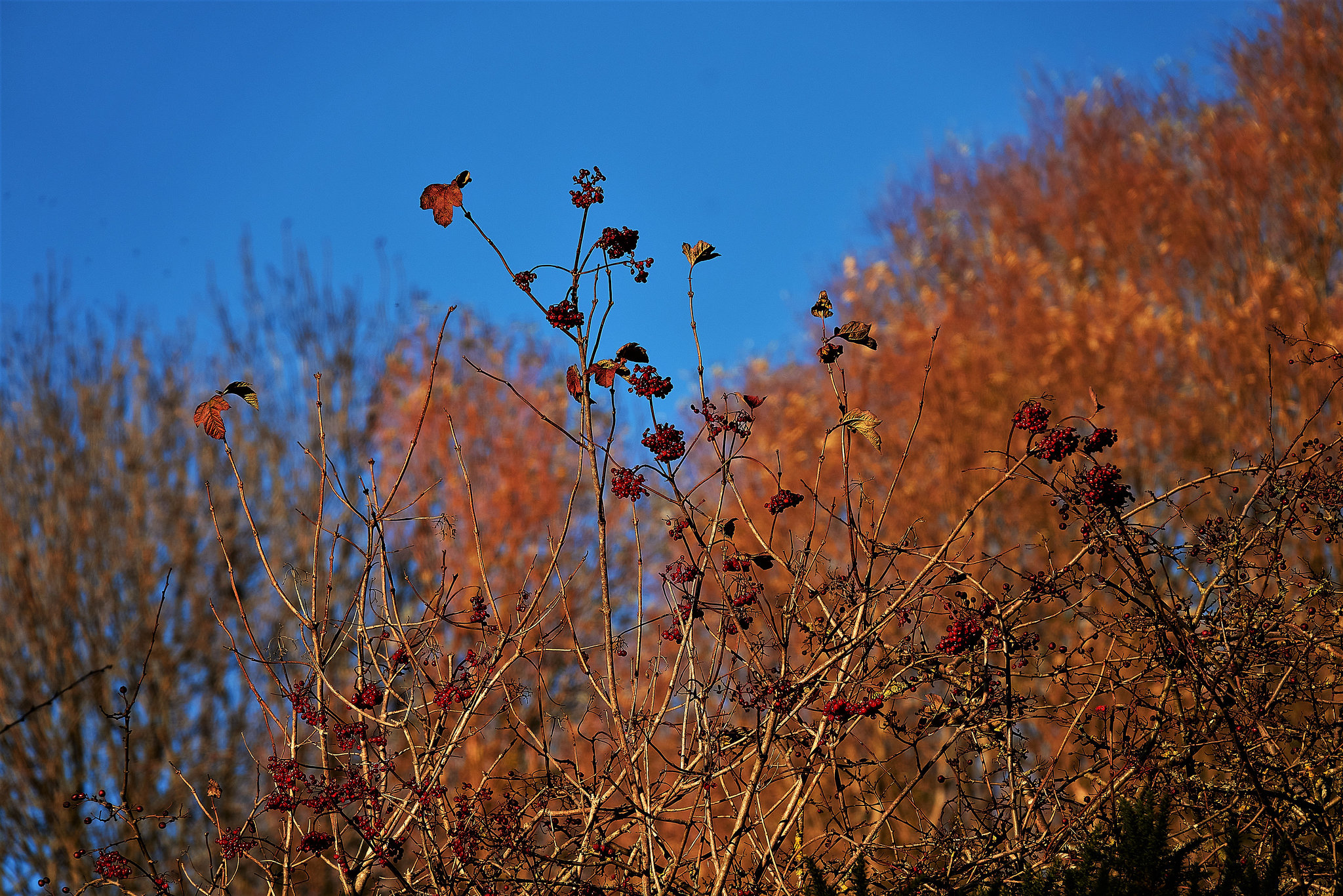 Berries