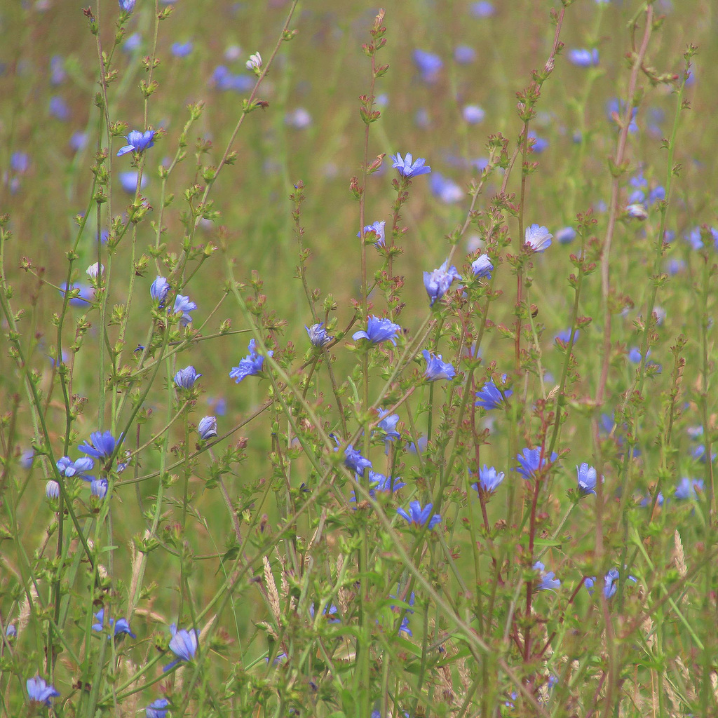 Chicory - another year I missed the full flowering - Seaford - 13 7 2023