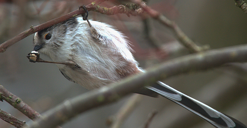 Long Tailed Tit