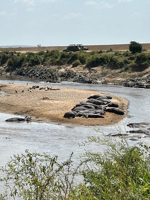 Resting Hippos.