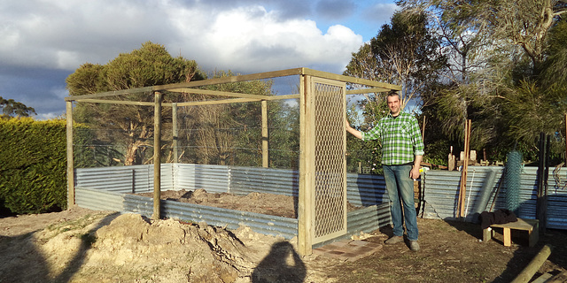 blueberry cage - work in progress