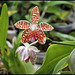 Phalaenopsis sumatrana South Thailand (6)