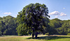 baum-1078-1080 Panorama-05-06-17