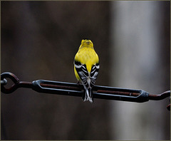 Goldfinch outside our back door