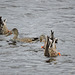 Northern Shoveler