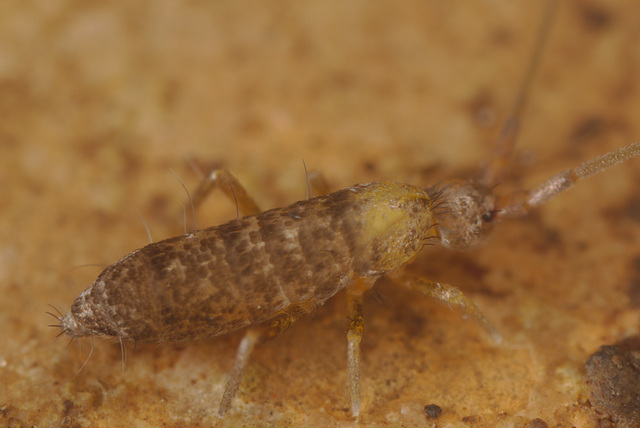 EF7A1927Springtail