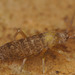 EF7A1927Springtail