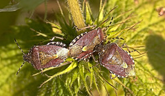 Sloe Shield Bugs