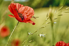 The Poppy and the Hover Flies