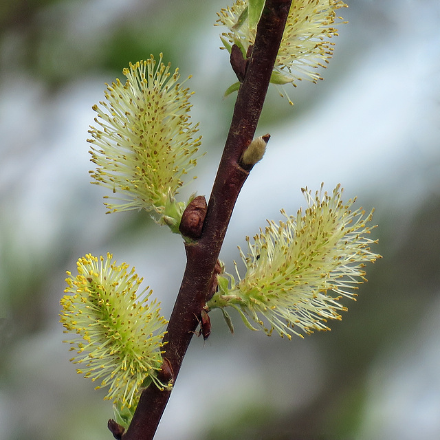 Willow catkins