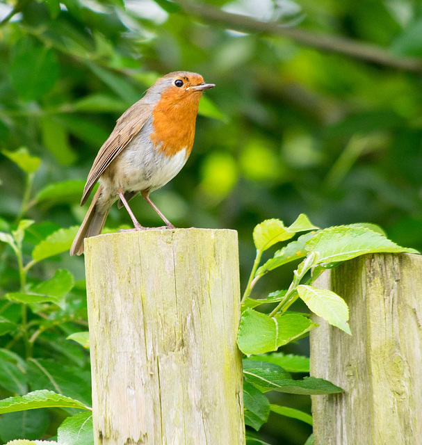 Robin (3)