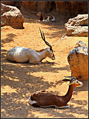 Biopark Valencia, 113