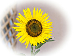 Sonnenblume (PiP)