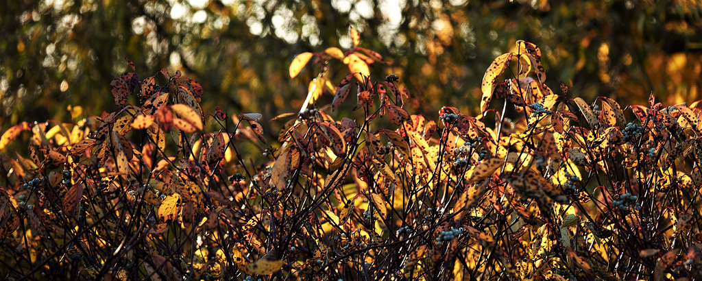 Berries