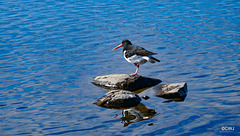 Oystercatcher on Lochindorb