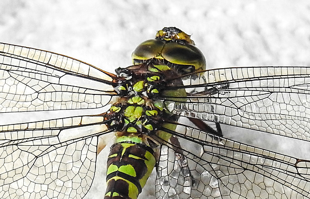 20220815 1587CPw [D~LIP] Blaugrüne Mosaikjungfer (Aeshna cyanea) [w], Bad Salzuflen