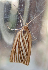 Stripey moth