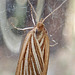 Stripey moth