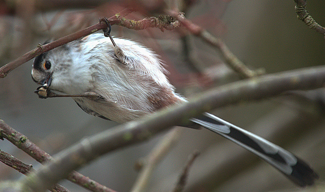 Long Tailed Tit