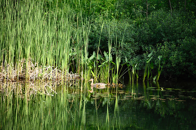 Mère canard et ses petits sur l'étang