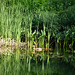 Mère canard et ses petits sur l'étang