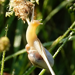 Kartäuserschnecke