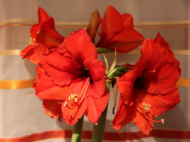 Amaryllis